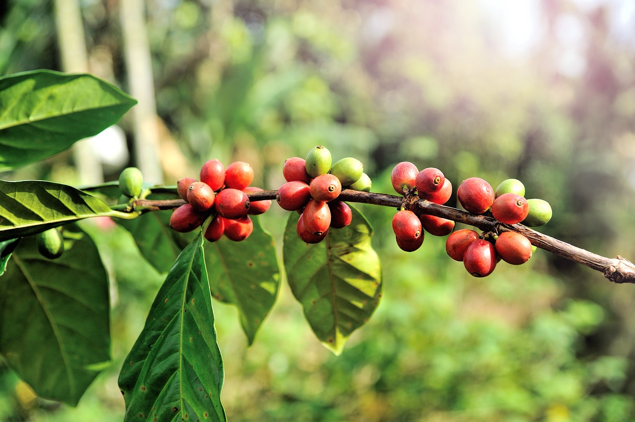 Pupelė, Ūkis, Medis, Arabica, Raudona, Augalas, Žalias, Šviežias, Tailandas, Vaisiai