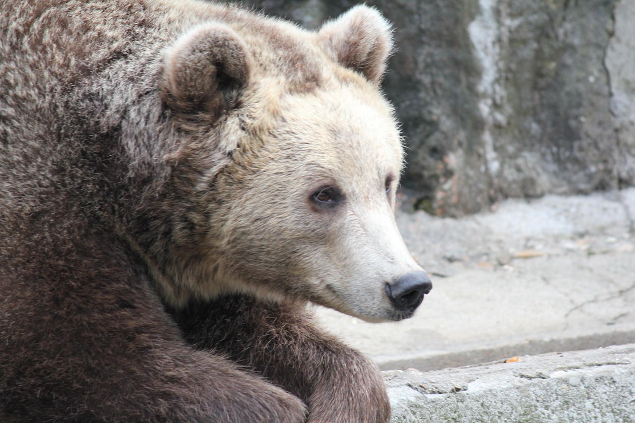 Turėti, Gyvūnas, Plėšrūnas, Laukinė Gamta, Laukiniai, Žvėrys, Žinduolis, Mėsėdis, Zoologijos Sodas, Nemokamos Nuotraukos