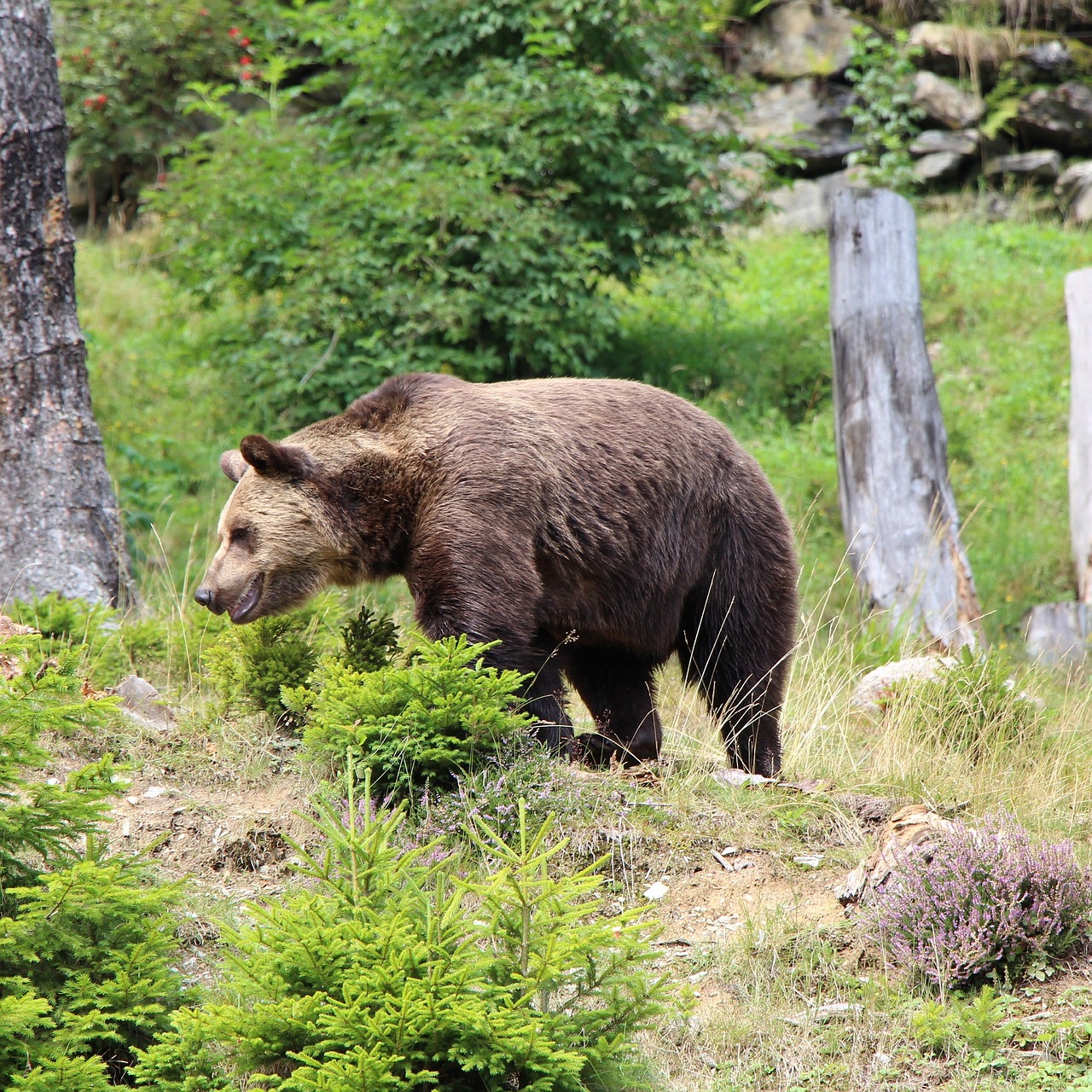 Turėti, Gamta, Laisvas, Gyvūnas, Laukiniai, Laukinis Gyvūnas, Laukinė Gamta, Nemokamos Nuotraukos,  Nemokama Licenzija