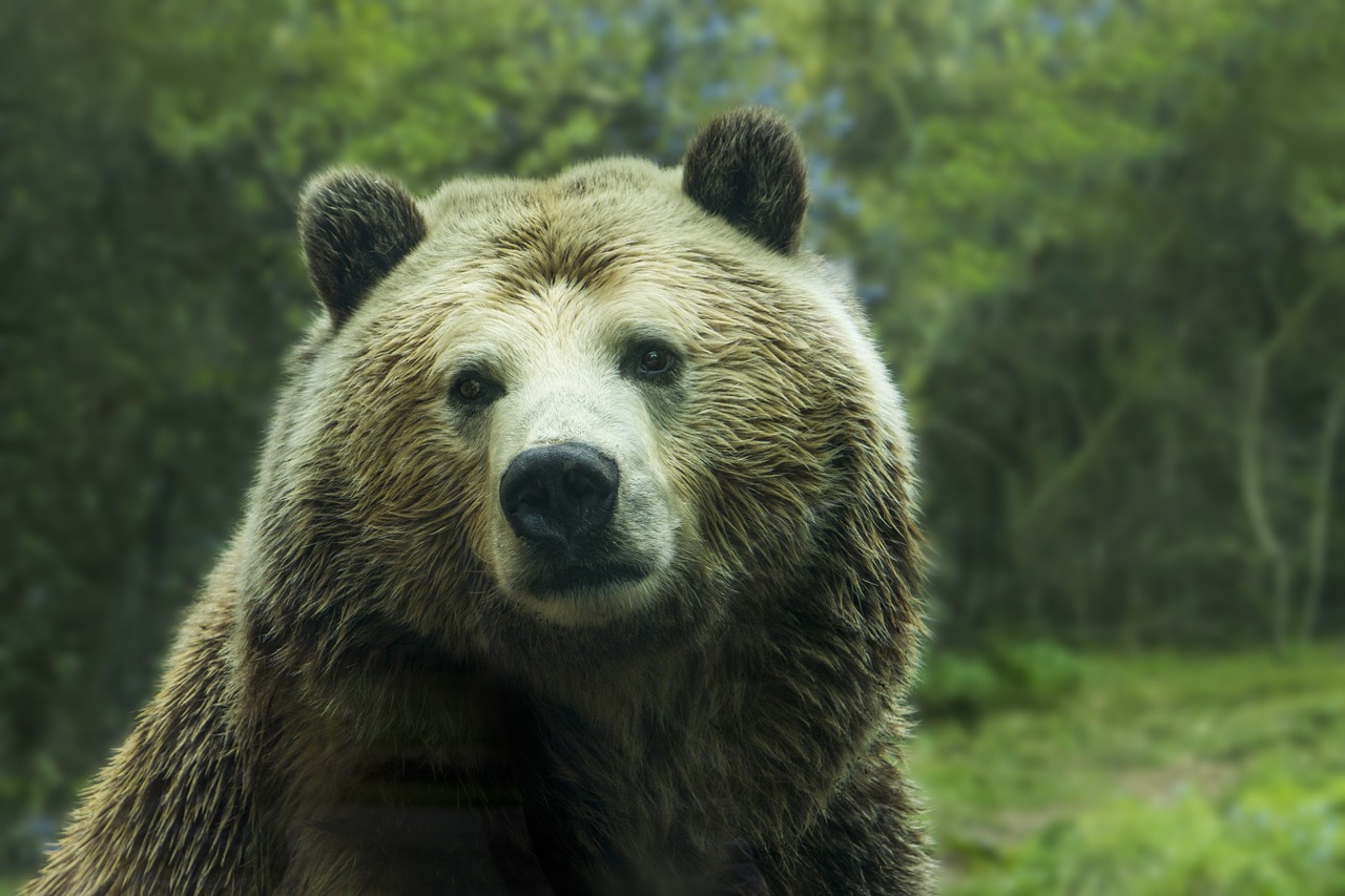 Turėti, Grizzly Bear, Grizzly, Ruda, Gyvūnas, Gamta, Laukinė Gamta, Žinduolis, Mėsėdis, Kailis