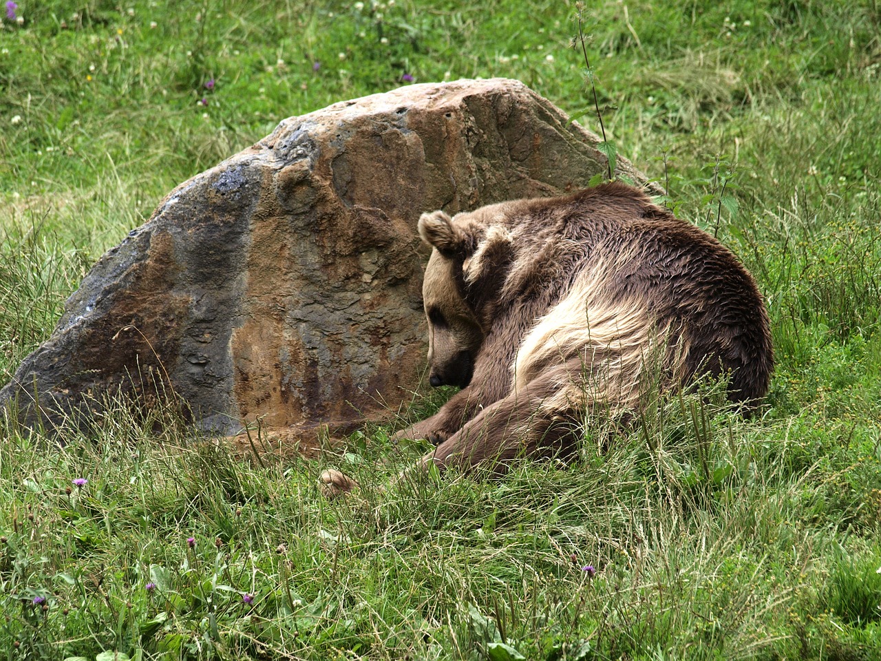 Turėti, Ruda, Plėšrūnas, Teddy, Zoologijos Sodas, Gyvūnas, Žinduolis, Kailis, Pavojingas, Meistras Petz