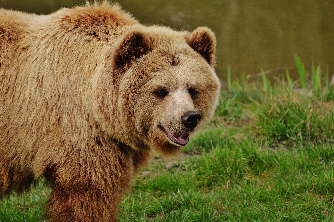 Turėti, Laukinių Parkų Girtavimas, Rudas Lokys, Laukinis Gyvūnas, Gyvūnas, Pavojingas, Zoologijos Sodas, Miškas, Gamta, Kailis