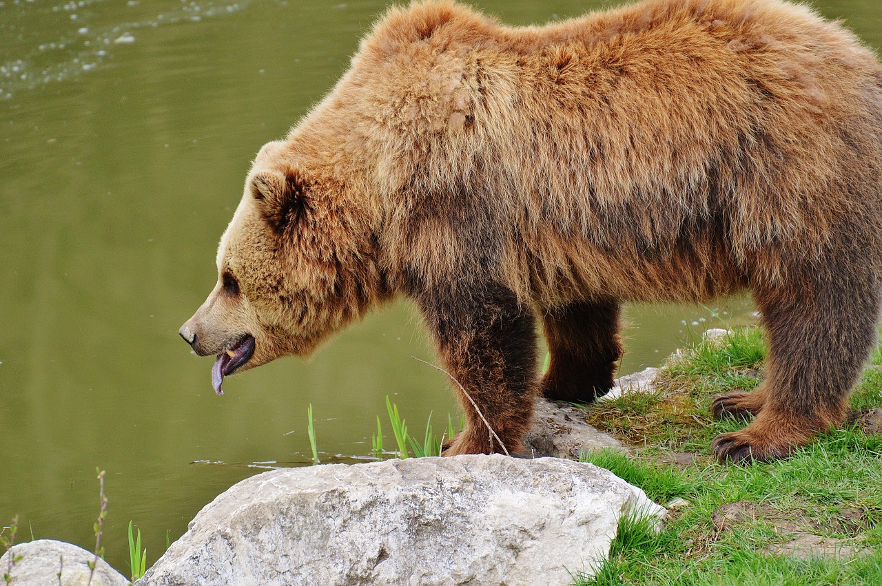 Turėti, Laukinių Parkų Girtavimas, Rudas Lokys, Laukinis Gyvūnas, Gyvūnas, Pavojingas, Zoologijos Sodas, Miškas, Gamta, Kailis