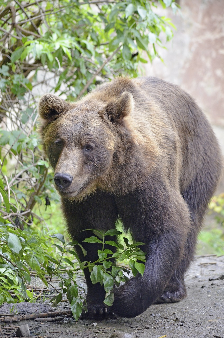 Turėti, Plėšrūnas, Ruda, Rudas Lokys, Snukis, Pavojingas, Kailis, Bruin, Nemokamos Nuotraukos,  Nemokama Licenzija