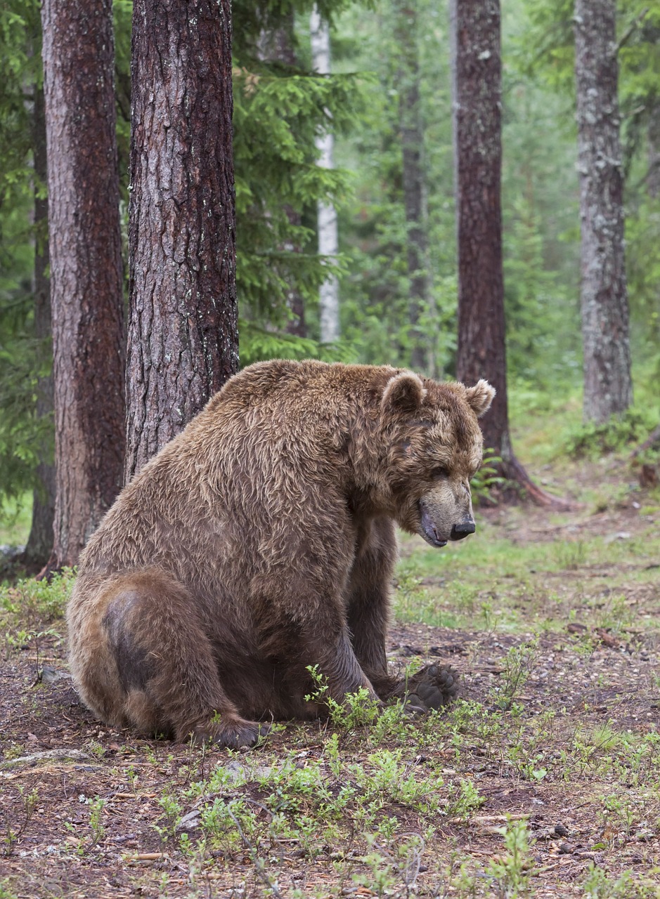 Turėti, Suaugęs, Senas, Pavargau, Sėdi, Atsigulti, Suomussalmi, Nemokamos Nuotraukos,  Nemokama Licenzija