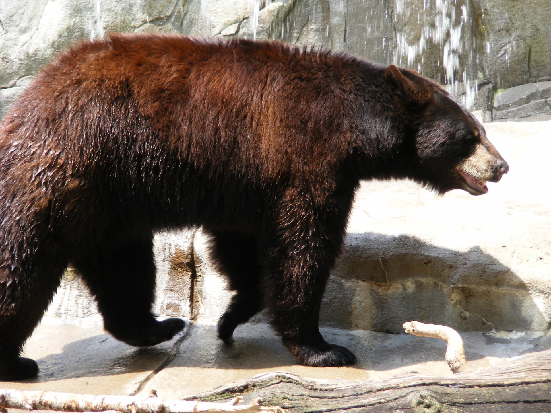 Gyvūnas,  Gyvūnai,  Zoologijos Sodas & Nbsp,  Gyvūnas,  Zoologijos & Nbsp,  Gyvūnai,  Turėti,  Neša,  Turėti, Nemokamos Nuotraukos