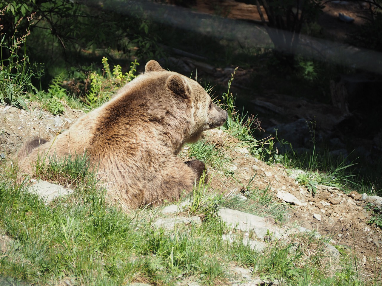 Turėti, Gamta, Zoologijos Sodas, Rudas Lokys, Nemokamos Nuotraukos,  Nemokama Licenzija