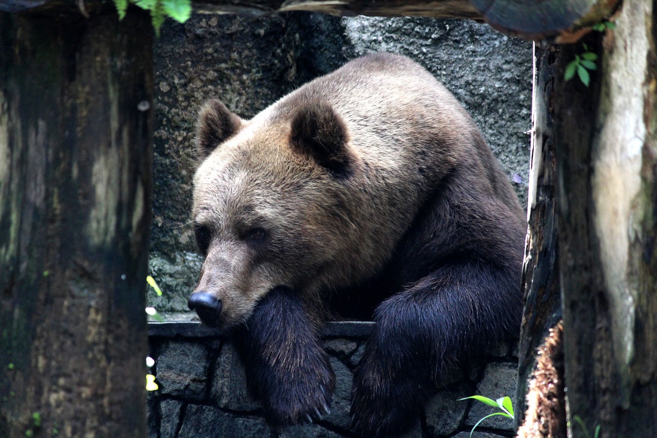 Turėti, Zoologijos Sodas, Laukinė Gamta, Gyvūnas, Asija, Nemokamos Nuotraukos,  Nemokama Licenzija