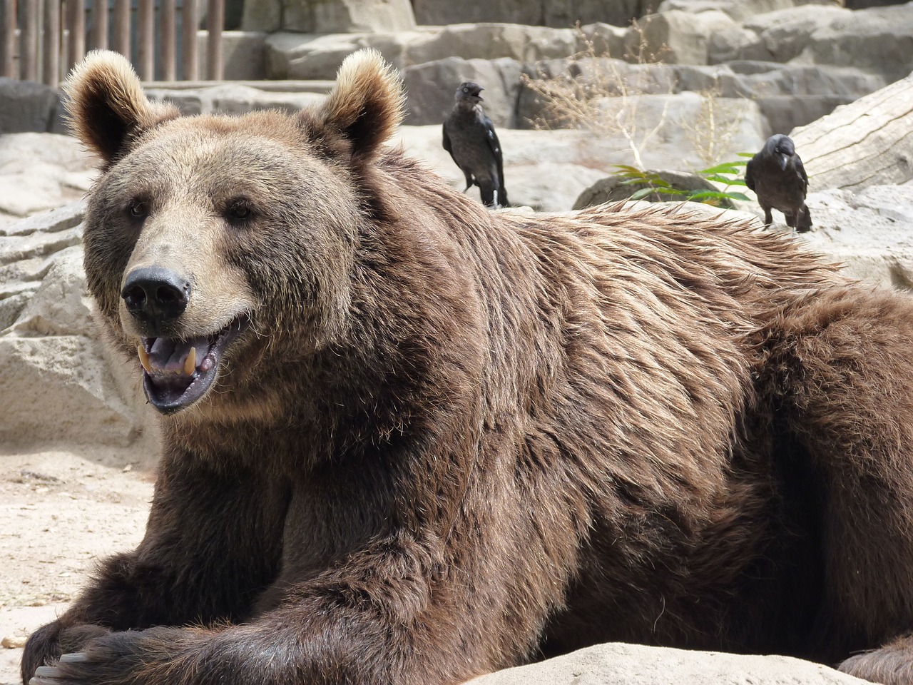 Turėti, Pasviręs, Zoologijos Sodas, Žinduolis, Plėšrūnas, Gamta, Nemokamos Nuotraukos,  Nemokama Licenzija