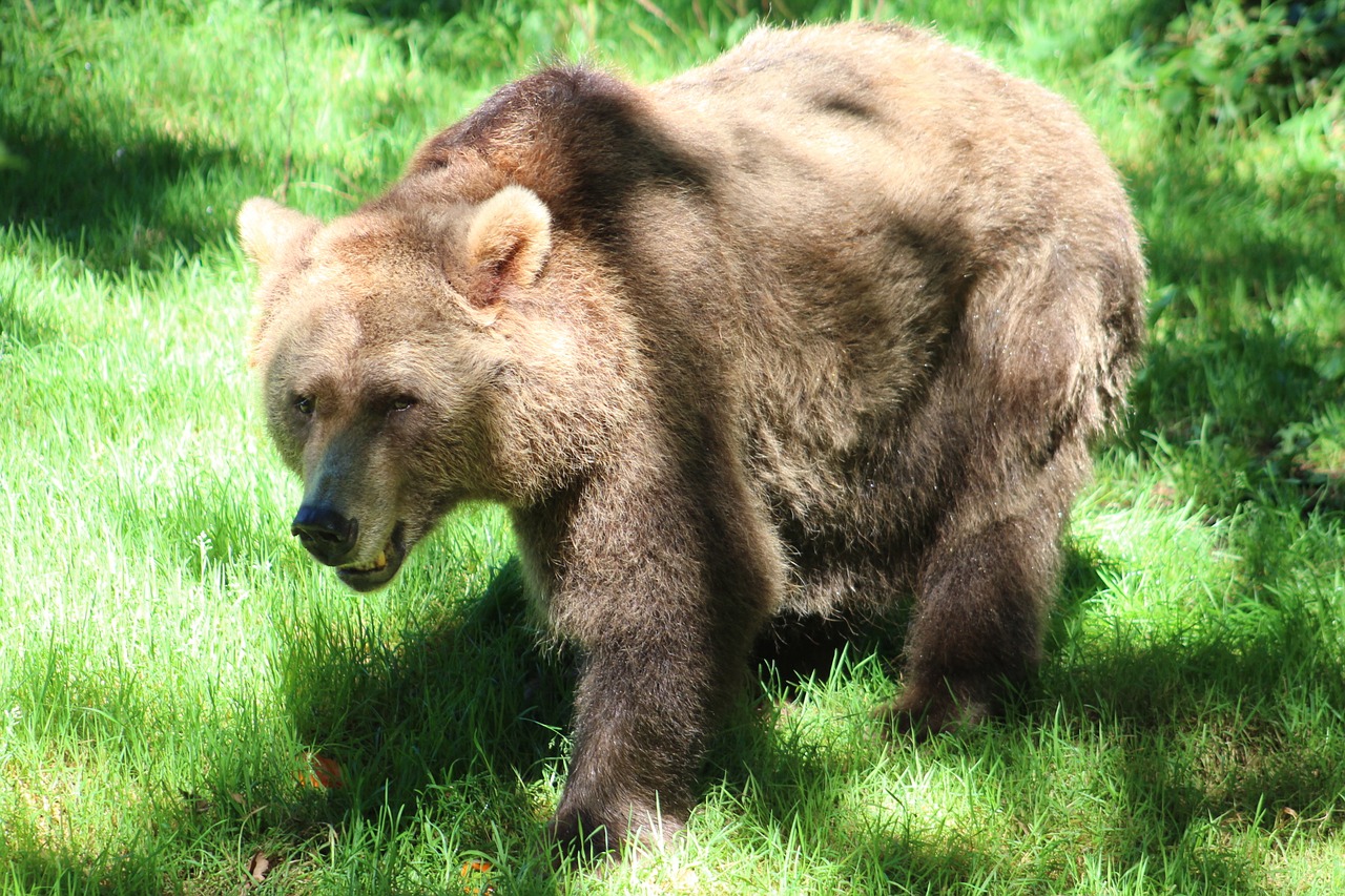 Turėti, Zoologijos Sodas, Laukinė Gamta, Gamta, Nemokamos Nuotraukos,  Nemokama Licenzija