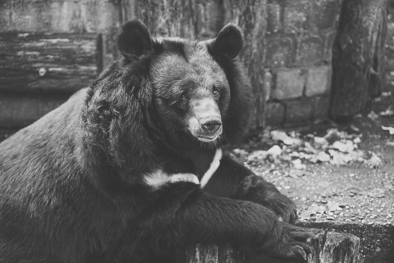 Turėti, Nelaisvė, Juoda Ir Balta, Tvora, Zoologijos Sodas, Laukinės Gamtos Fotografija, Liūdnas, Užrakintas, Tvoros, Padaras