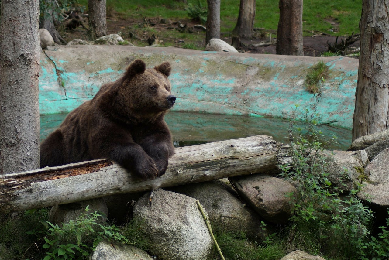 Turėti, Rudas Lokys, Gyvūnų Pasaulis, Grizzly, Gyvūnai, Gyvūnas, Nemokamos Nuotraukos,  Nemokama Licenzija