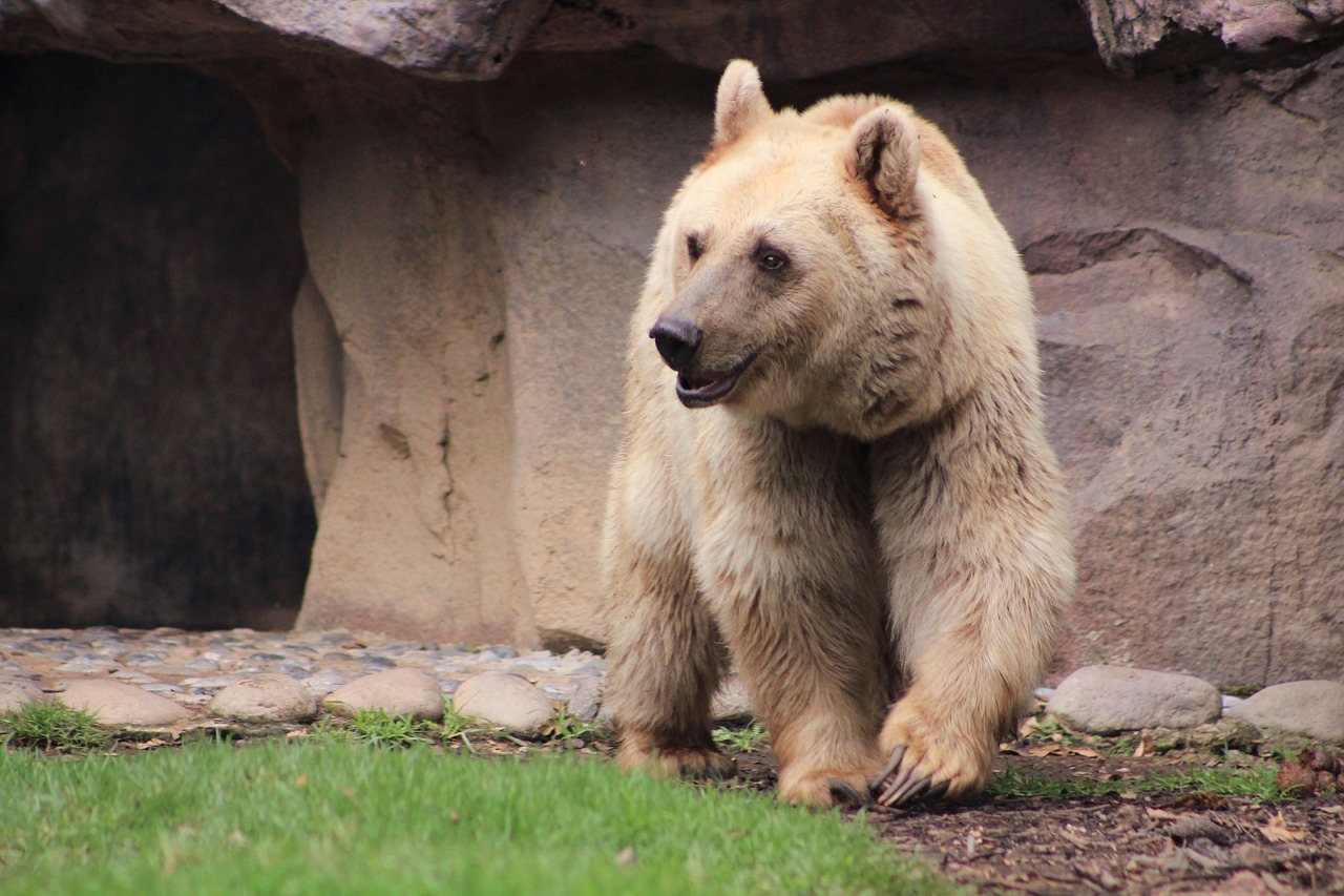 Turėti, Gyvūnas, Plaukai, Rudas Lokys, Gamta, Zoologijos Sodas, Mielas, Gyvūnai, Baltoji Meška, Fauna