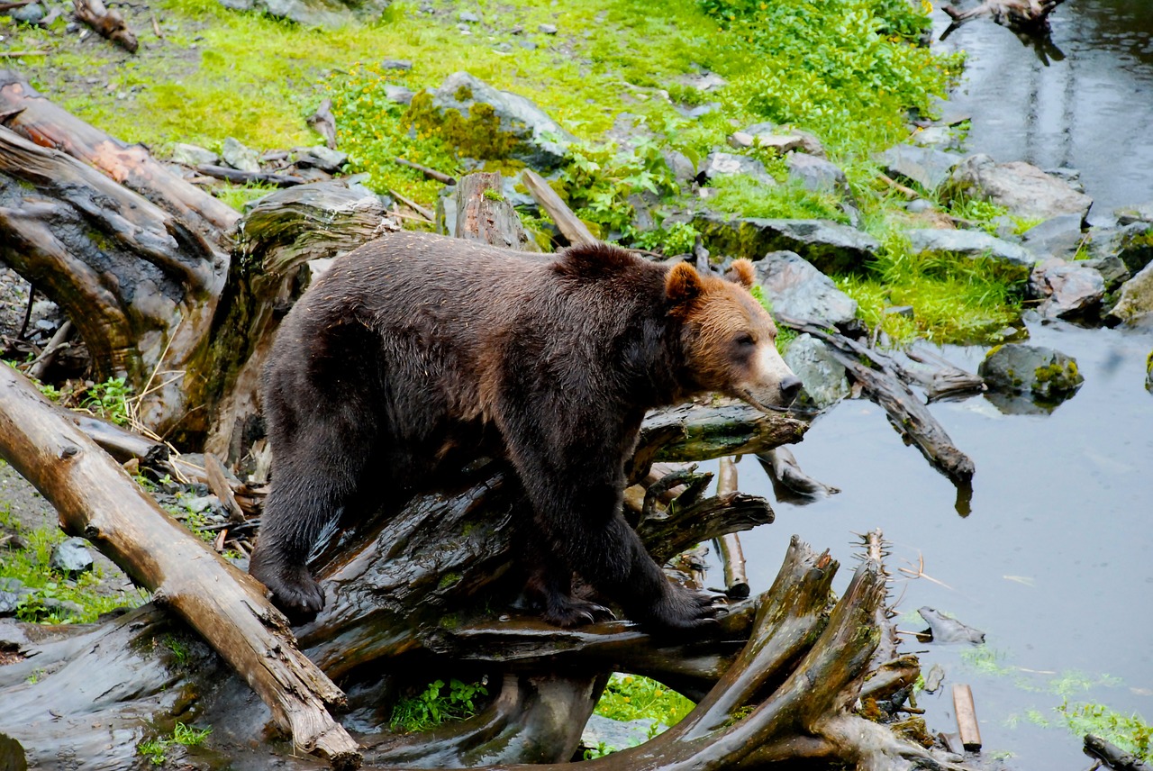 Turėti, Alaska, Gamta, Žalias, Ruda, Nemokamos Nuotraukos,  Nemokama Licenzija