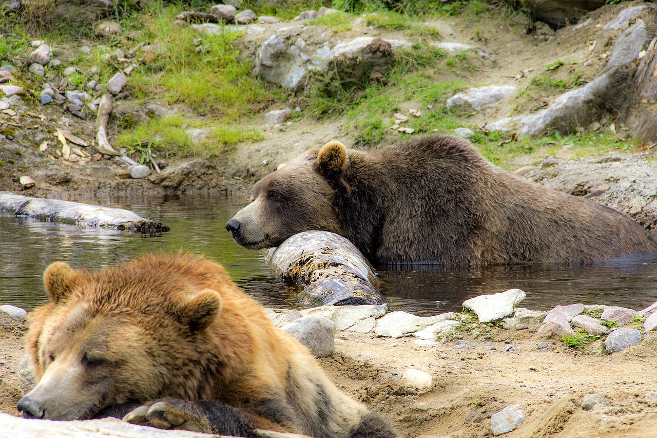 Turėti, Gyvūnas, Zoologijos Sodas, Laukiniai, Meška, Laukinis Gyvūnas, Ruda, Žinduolis, Kailis, Plėšrūnas