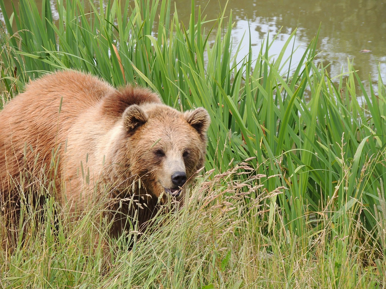 Turėti, Gyvūnas, Zoologijos Sodas, Gyvūnai, Nemokamos Nuotraukos,  Nemokama Licenzija