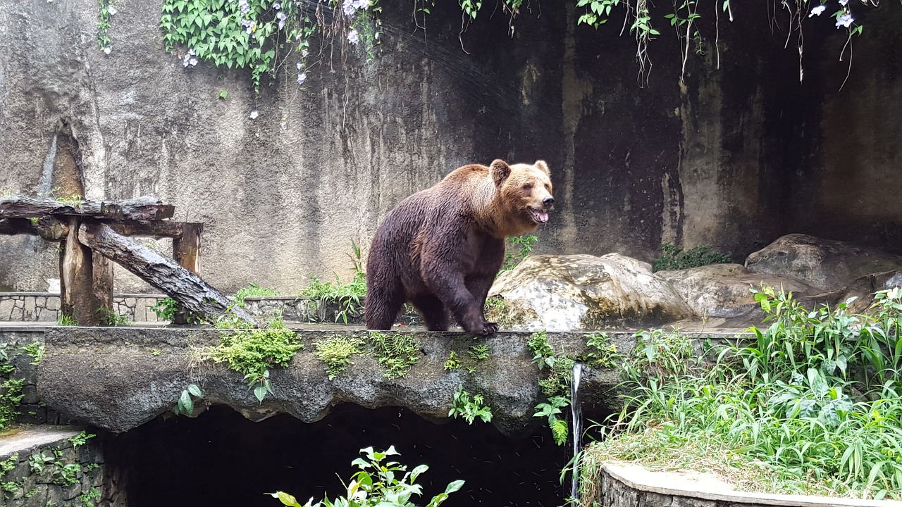 Turėti, Zoologijos Sodas, Gyvūnas, Laukiniai, Gamta, Laukinė Gamta, Žinduolis, Kailis, Asija, Ruda