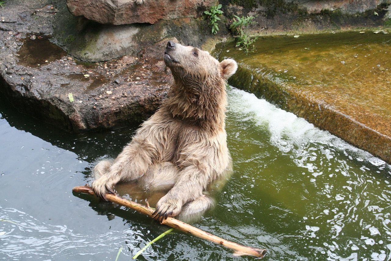 Turėti, Münsteris, Zoologijos Sodas, Vanduo, Gyvūnų Pasaulis, Nemokamos Nuotraukos,  Nemokama Licenzija