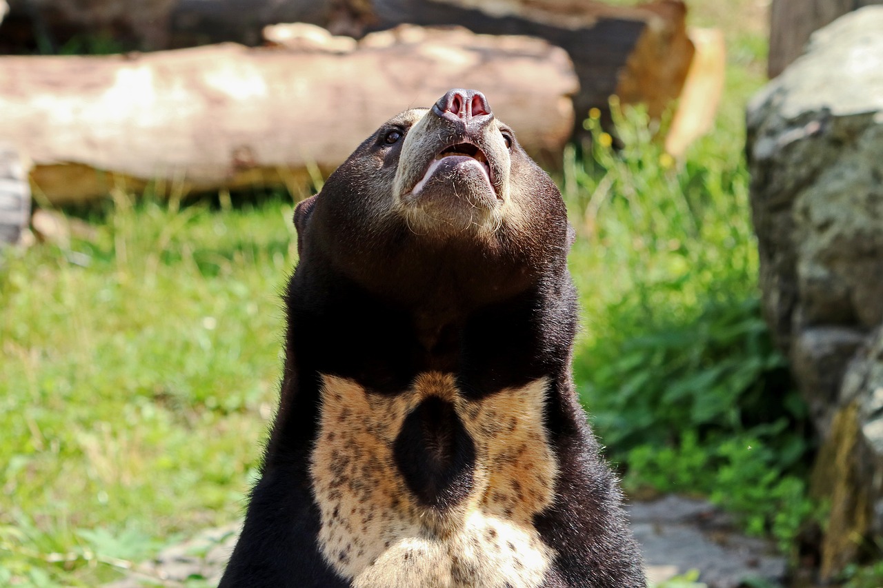 Turėti, Malajiečių Saulės Lokys, Pūkuotas, Žinduolis, Gamta, Plėšrūnas, Zoologijos Sodas, Nemokamos Nuotraukos,  Nemokama Licenzija