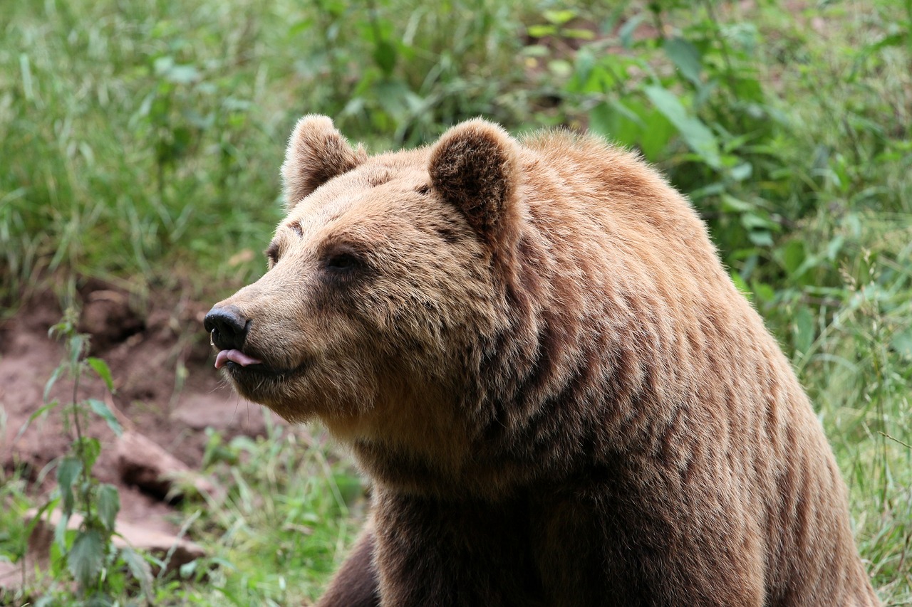 Turėti, Rudas Lokys, Žinduoliai, Gyvūnai, Gamta, Teddy, Miškas, Miškai, Plėšrūnas, Grizzly