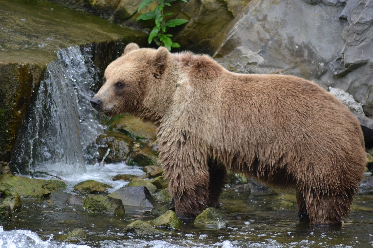 Turėti, Rudas Lokys, Kailis, Miškas, Zoologijos Sodas, Plėšrūnas, Nemokamos Nuotraukos,  Nemokama Licenzija