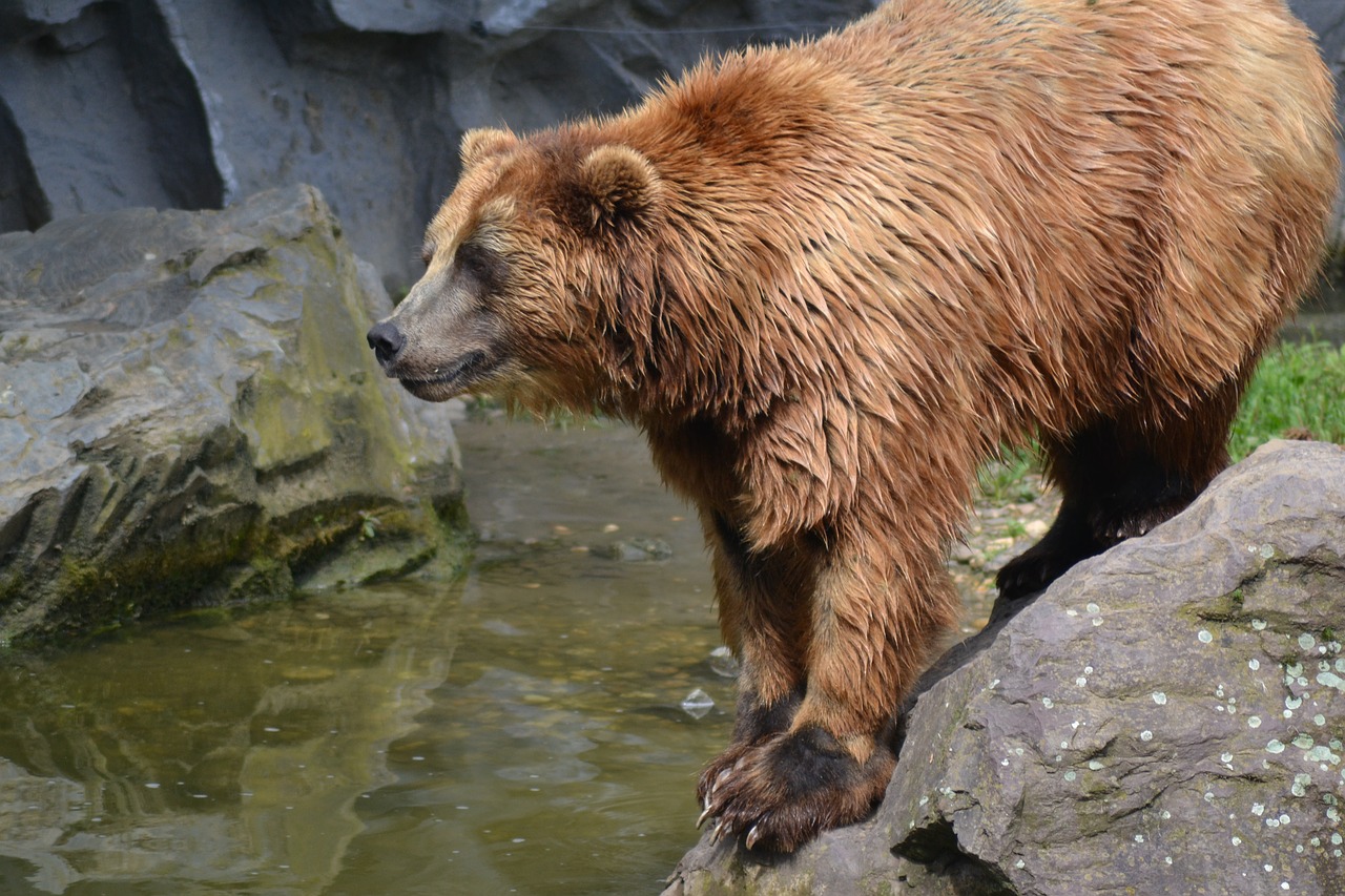 Turėti, Plėšrūnas, Šokinėti, Vanduo, Zoologijos Sodas, Nemokamos Nuotraukos,  Nemokama Licenzija