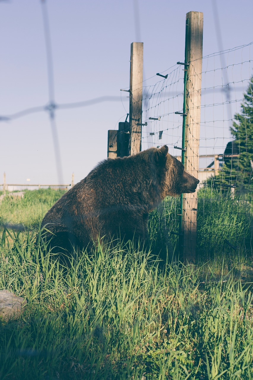 Turėti, Laukinių Gyvūnų Tinklas, Mielas, Didelis, Ruda, Miškai, Miškas, Žolė, Žalias, Nemokamos Nuotraukos