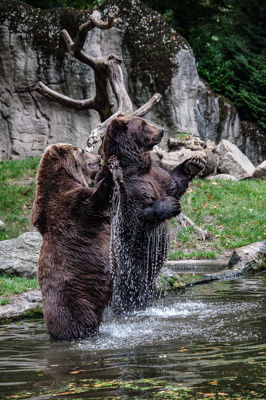 Turėti, Gyvūnas, Pavojingas, Vanduo, Laukinis Gyvūnas, Zoologijos Sodas, Nemokamos Nuotraukos,  Nemokama Licenzija