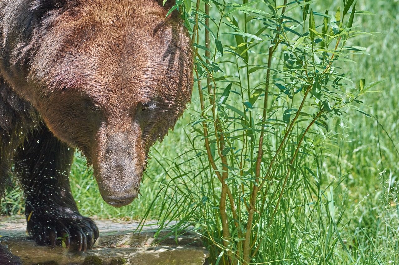 Turėti,  Rudi,  Rudas Lokys,  Gyvūnas,  Laukinių,  Gamta, Nemokamos Nuotraukos,  Nemokama Licenzija