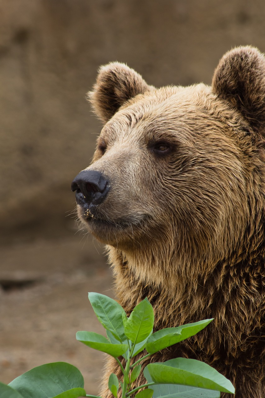 Turėti,  Rudi,  Gyvūnijos,  Pobūdį,  Žinduolis,  Didelis,  Gyvūnas,  Laukinių,  Grizzly,  Predator