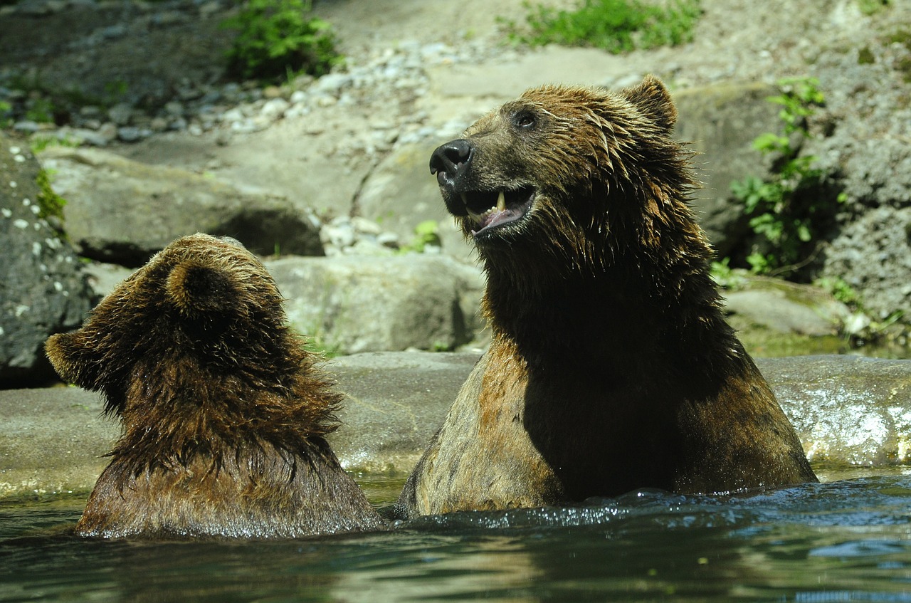 Turėti, Rudas Lokys, Ursus Arctos, Vanduo, Purslų, Švirkšti, Vandens Purslai, Puiku, Plaukti, Kovoti