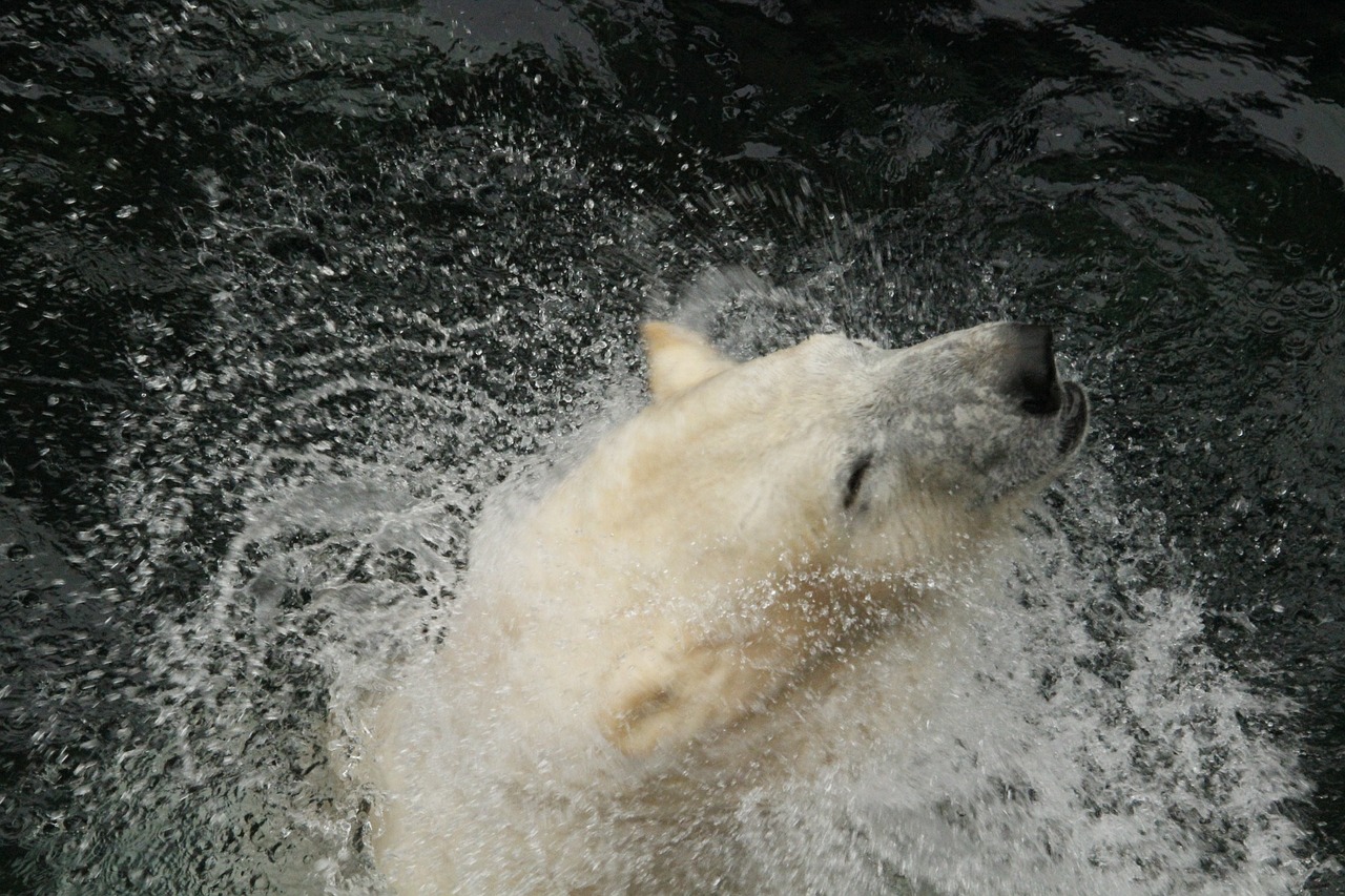 Turėti, Polar, Arktinė, Žinduolis, Sniegas, Plėšrūnas, Nykstantis, Ursus, Rūšis, Mėsėdis