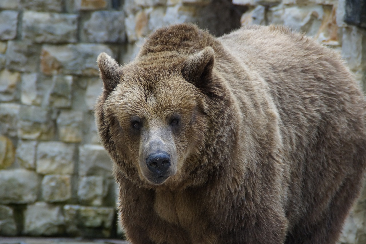 Turėti, Rudas Lokys, Grizzly, Grizzly Bear, Gyvūnas, Zoologijos Sodas, Teddy, Žinduolis, Plėšrūnas, Kailis