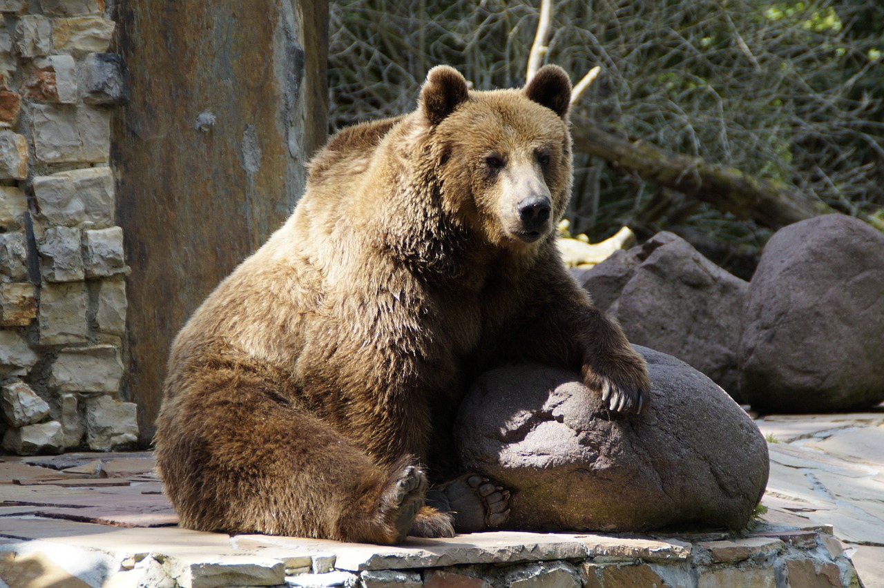 Turėti, Rudas Lokys, Grizzly, Grizzly Bear, Gyvūnas, Zoologijos Sodas, Teddy, Žinduolis, Plėšrūnas, Kailis