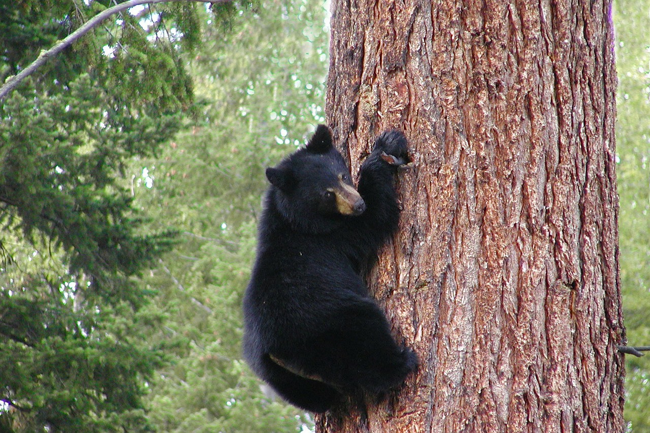 Turėti, Juoda, Grizzly, Alpinizmas, Medis, Bagažinė, Gyvūnas, Ursus, Fauna, Gamta