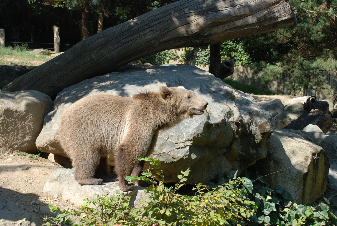 Turėti, Ruda, Gyvūnai, Laukiniai, Zoologijos Sodas, Nemokamos Nuotraukos,  Nemokama Licenzija