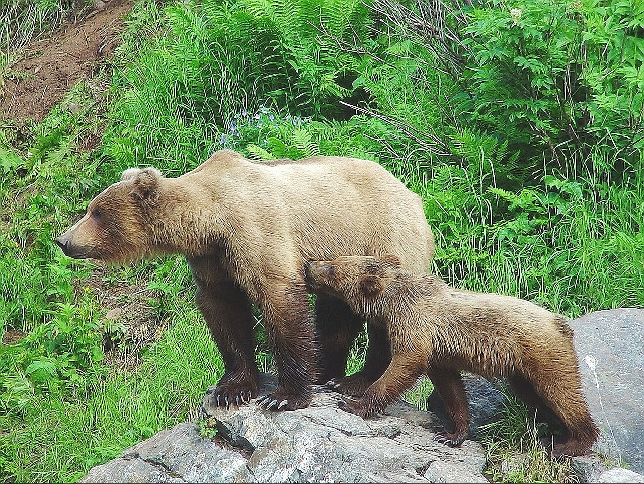 Turėti, Cub, Alaska, Motina, Gyvūnas, Gamta, Laukiniai, Laukinė Gamta, Žinduolis, Jaunas