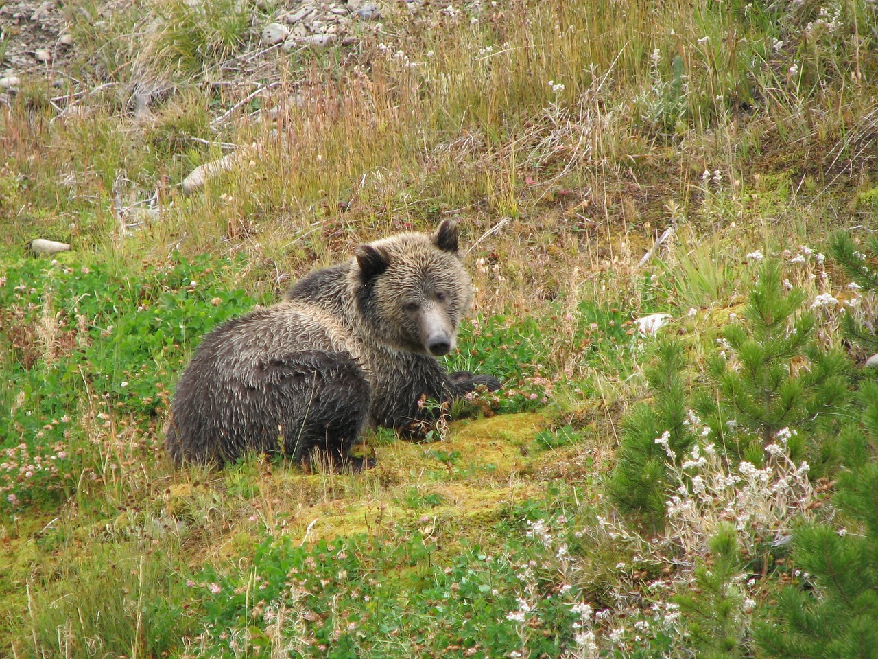 Turėti, Laukinė Gamta, Gyvūnas, Gamta, Žinduolis, Kailis, Pavojingas, Nemokamos Nuotraukos,  Nemokama Licenzija