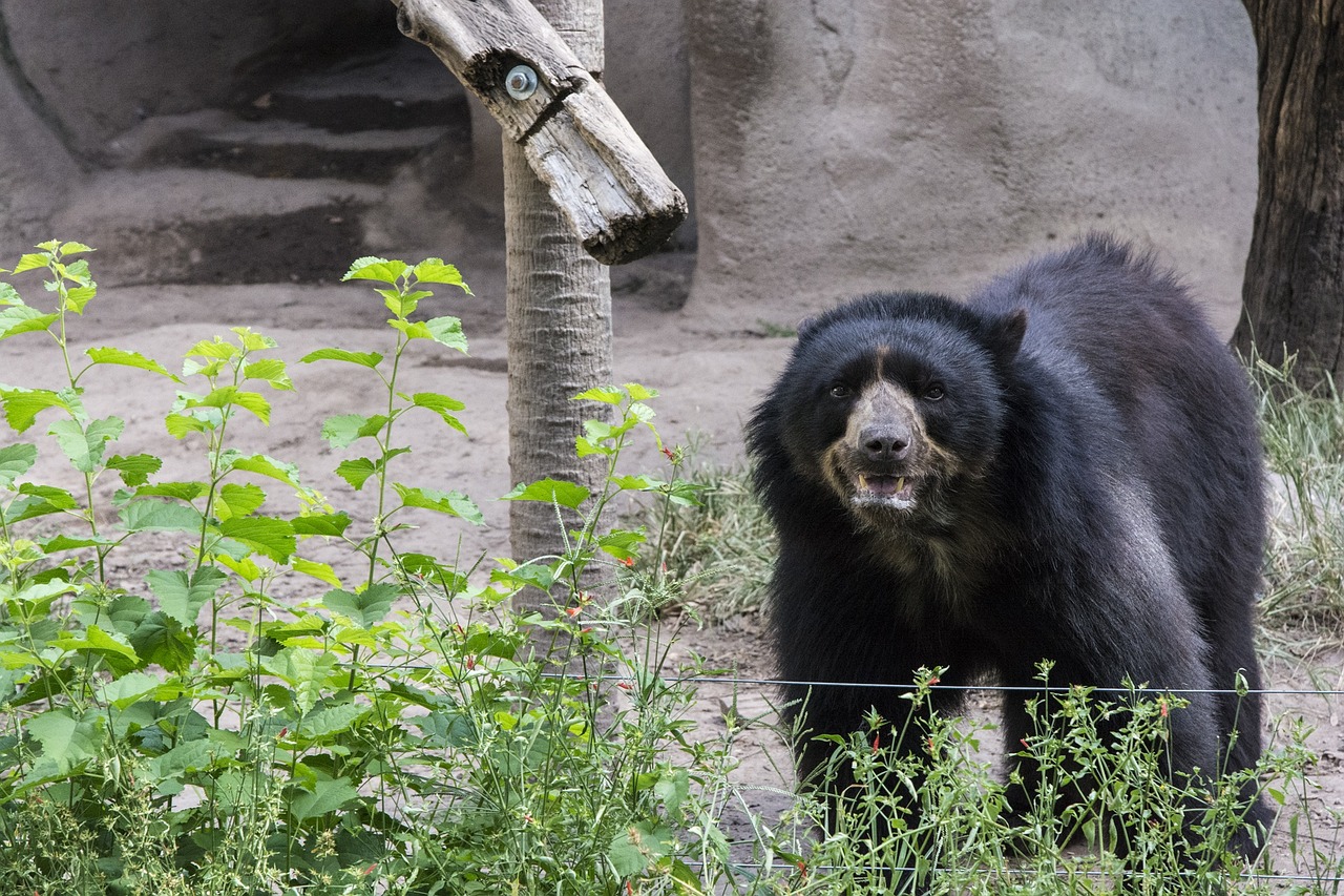 Turėti, Zoologijos Sodas, Gyvūnas, Gamta, Disney, Nemokamos Nuotraukos,  Nemokama Licenzija