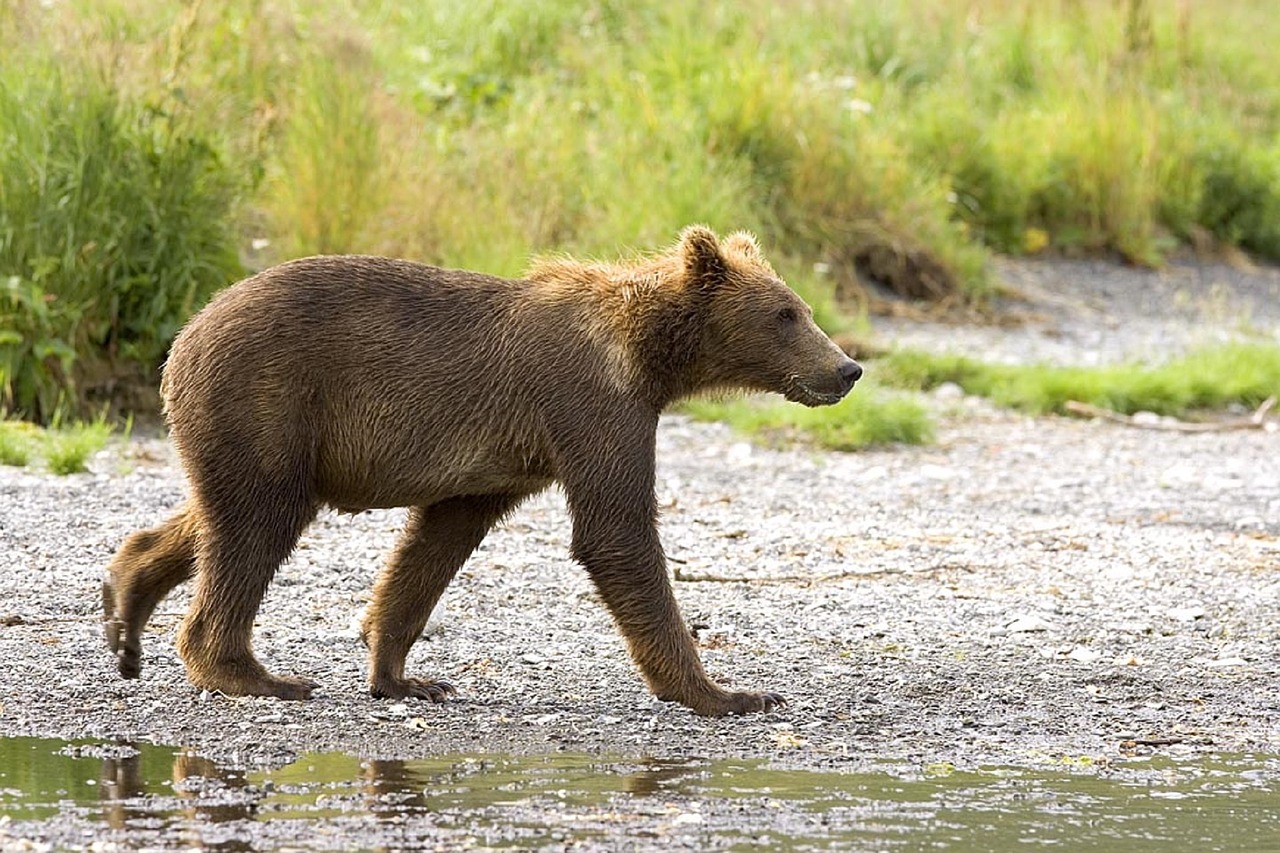 Turėti, Cub, Ruda, Vaikščioti, Laukinė Gamta, Gamta, Mielas, Jaunas, Pūkuotas, Laukiniai