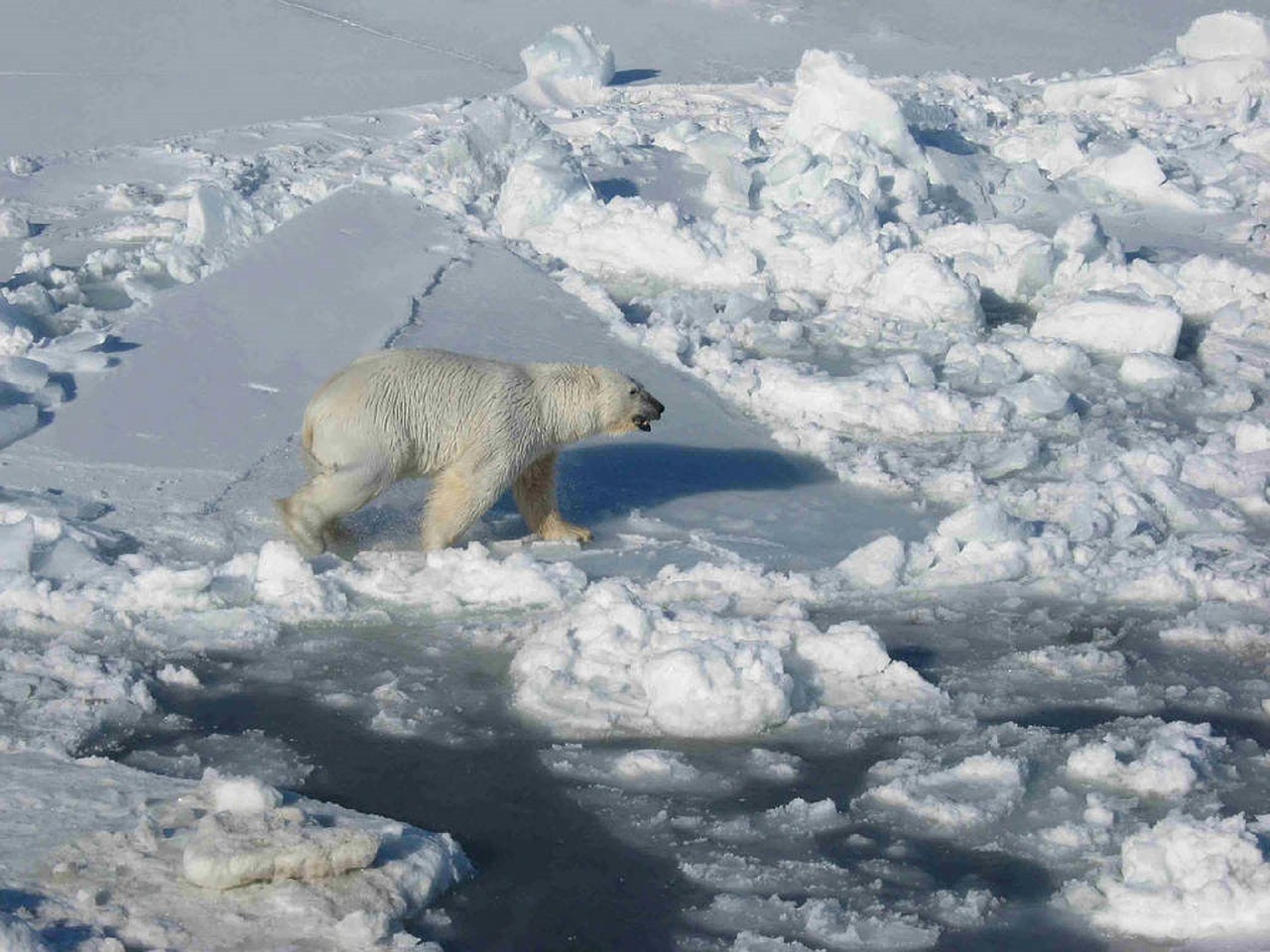 Turėti, Polar, Ledas, Plaukiojantieji, Arktinė, Balta, Šaltas, Lauke, Gamta, Laukinė Gamta