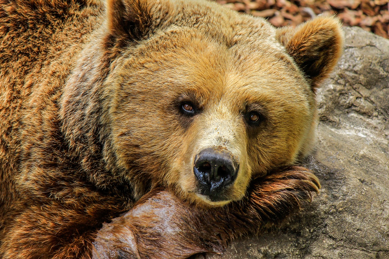 Turėti, Gyvūnai, Zoologijos Sodas, Nelaisvė, Mielas, Gyvūnas, Snukis, Gamta, Fauna, Gyvūnų Pasaulis