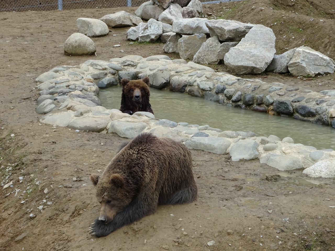 Turėti,  Parkas,  Zoologijos Sodas,  Gyvūnų Gerovė,  Laukinė Gamta,  Gyvūnas,  Žinduolis,  Ursus,  Žiūrėti,  Ruda