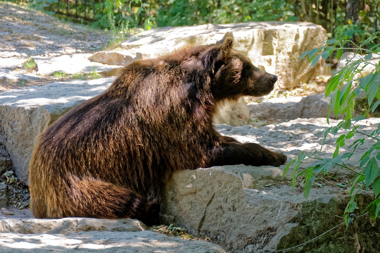 Turėti, Rudas Lokys, Laukiniai, Gyvūnas, Žinduolis, Plėšrūnas, Zoologijos Sodas, Laukinio Gyvenimo Parkas, Nemokamos Nuotraukos,  Nemokama Licenzija