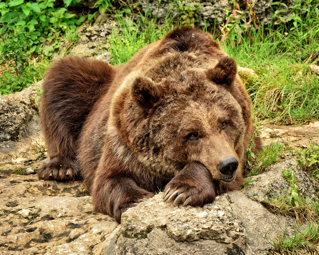 Turėti, Rudas Lokys, Laukinis Gyvūnas, Žinduolis, Plėšrūnas, Kailis, Galva, Paw, Jėga, Nemokamos Nuotraukos