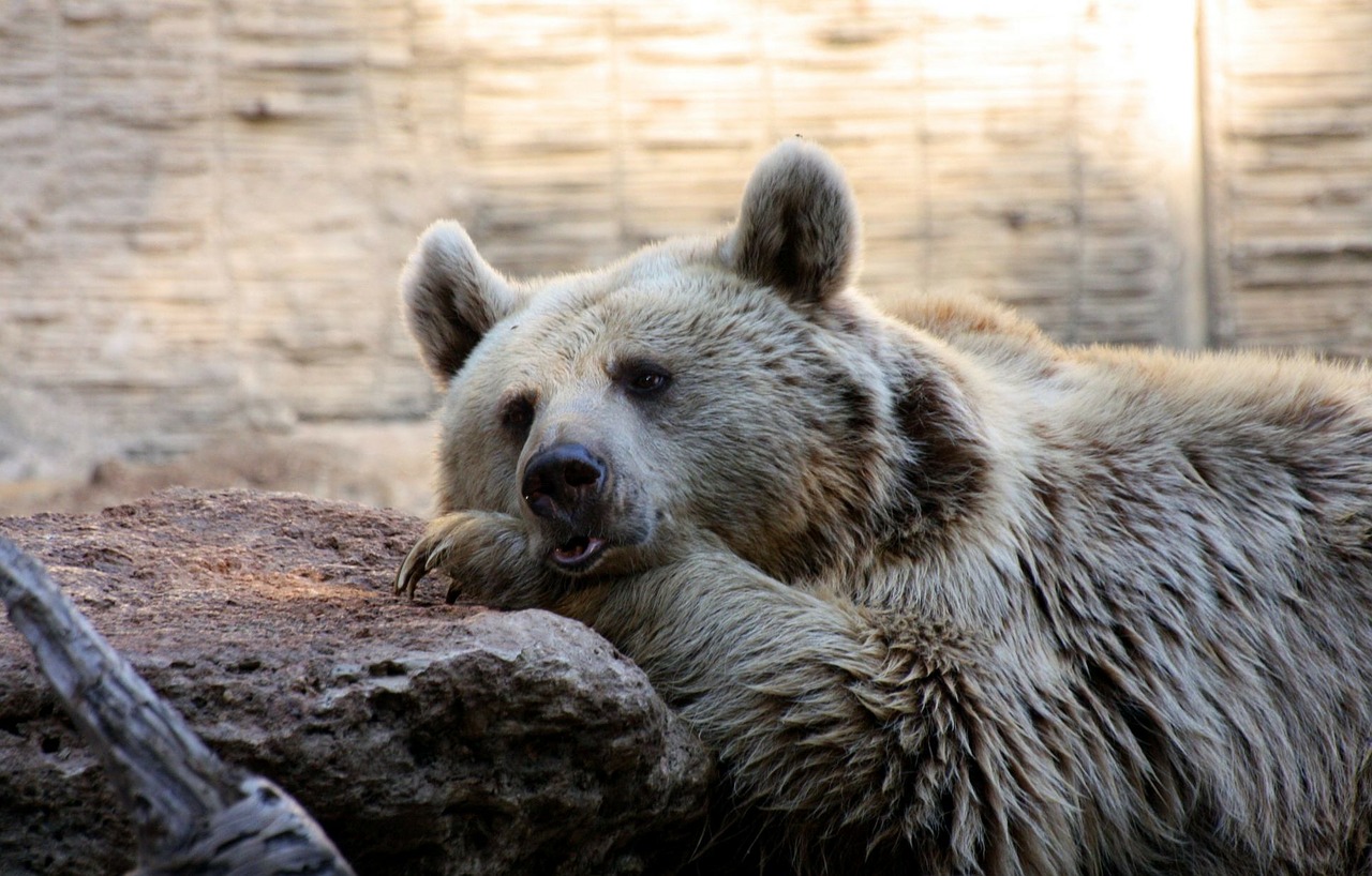 Turėti, Tingus, Mieguistas, Žinduolis, Mielas, Laukiniai, Kailis, Zoologijos Sodas, Natūralus, Mėsėdis