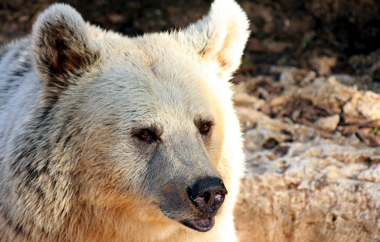 Turėti, Grizzly, Laukinė Gamta, Ruda, Laukiniai, Žinduolis, Kailis, Plėšrūnas, Alaska, Dykuma