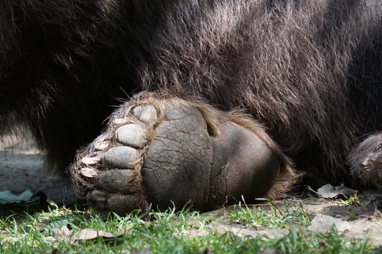 Turėti, Paw, Zoologijos Sodas, Plantigrades, Nemokamos Nuotraukos,  Nemokama Licenzija