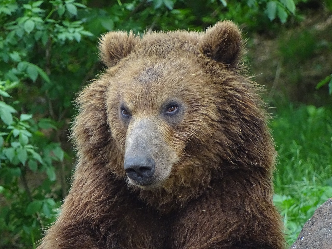 Padengia Kamčiatkos,  Zoo Brno,  Gyvūnai,  Pavojinga,  Žvėris, Nemokamos Nuotraukos,  Nemokama Licenzija