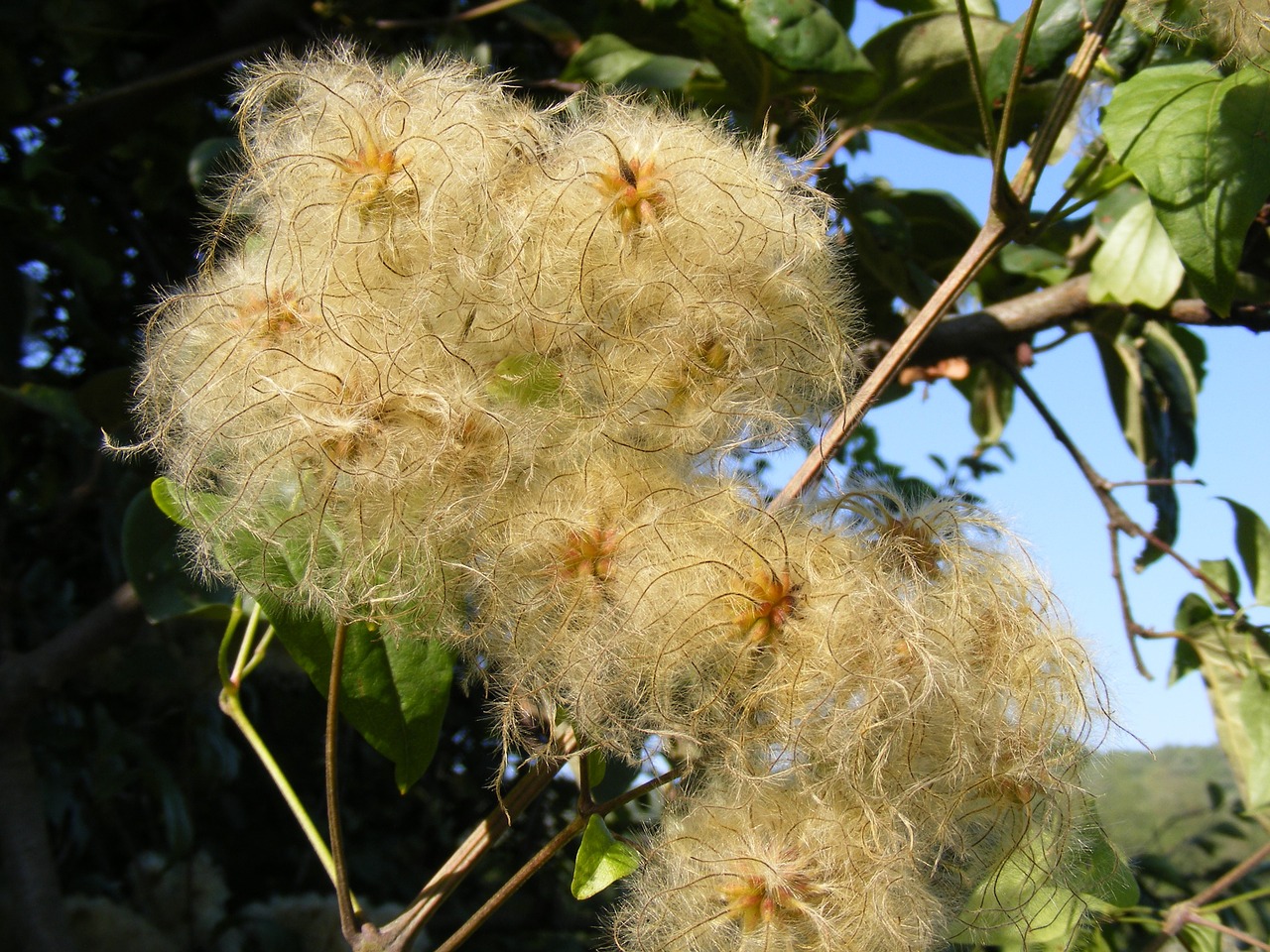 Barzda, Clematis, Alpinizmas, Gėlės, Džiaugsmas, Palikti, Vyras, Senas, Stiebai, Keliautojas